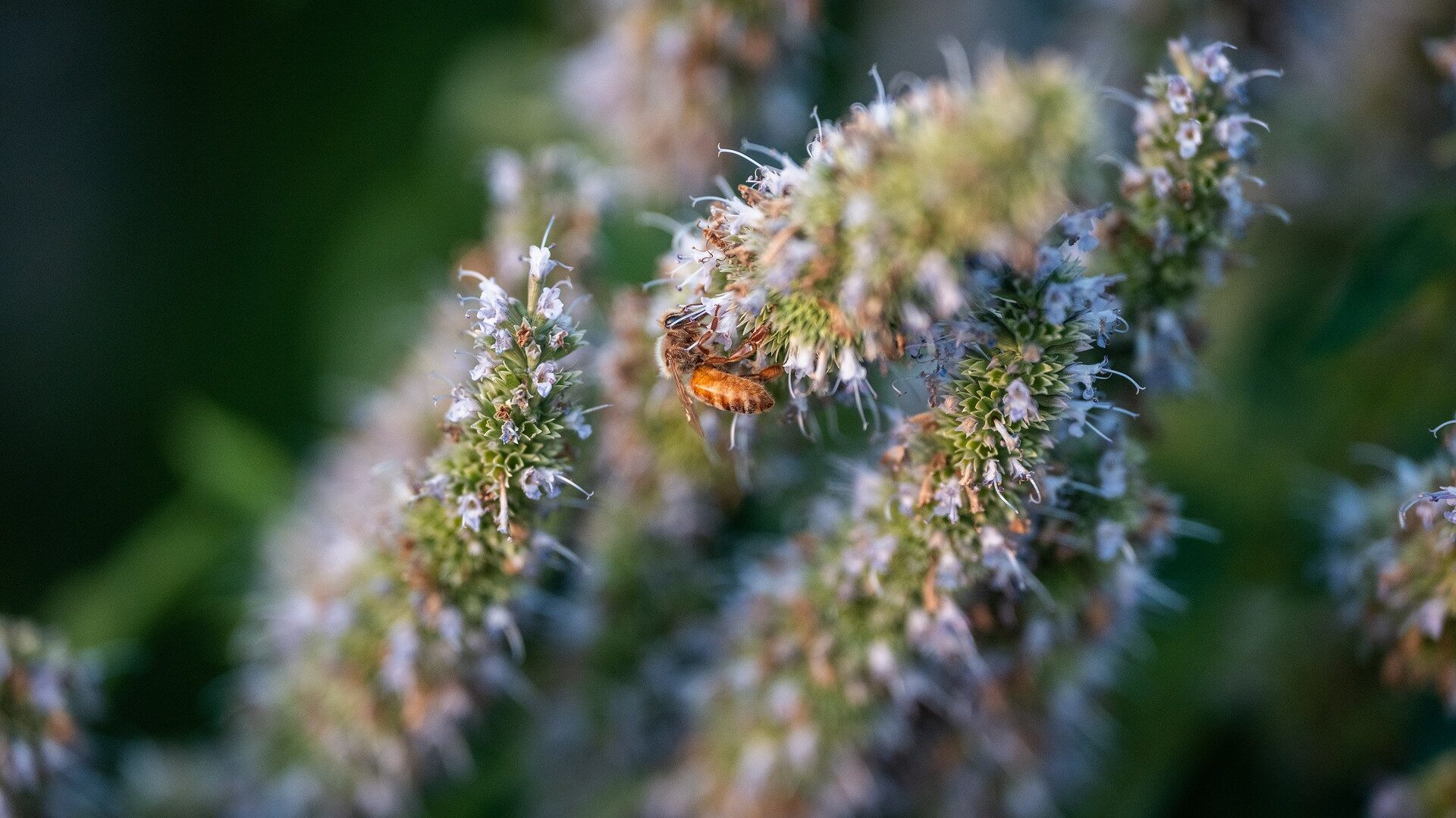 Honeybee climbing on a hyssop flower
