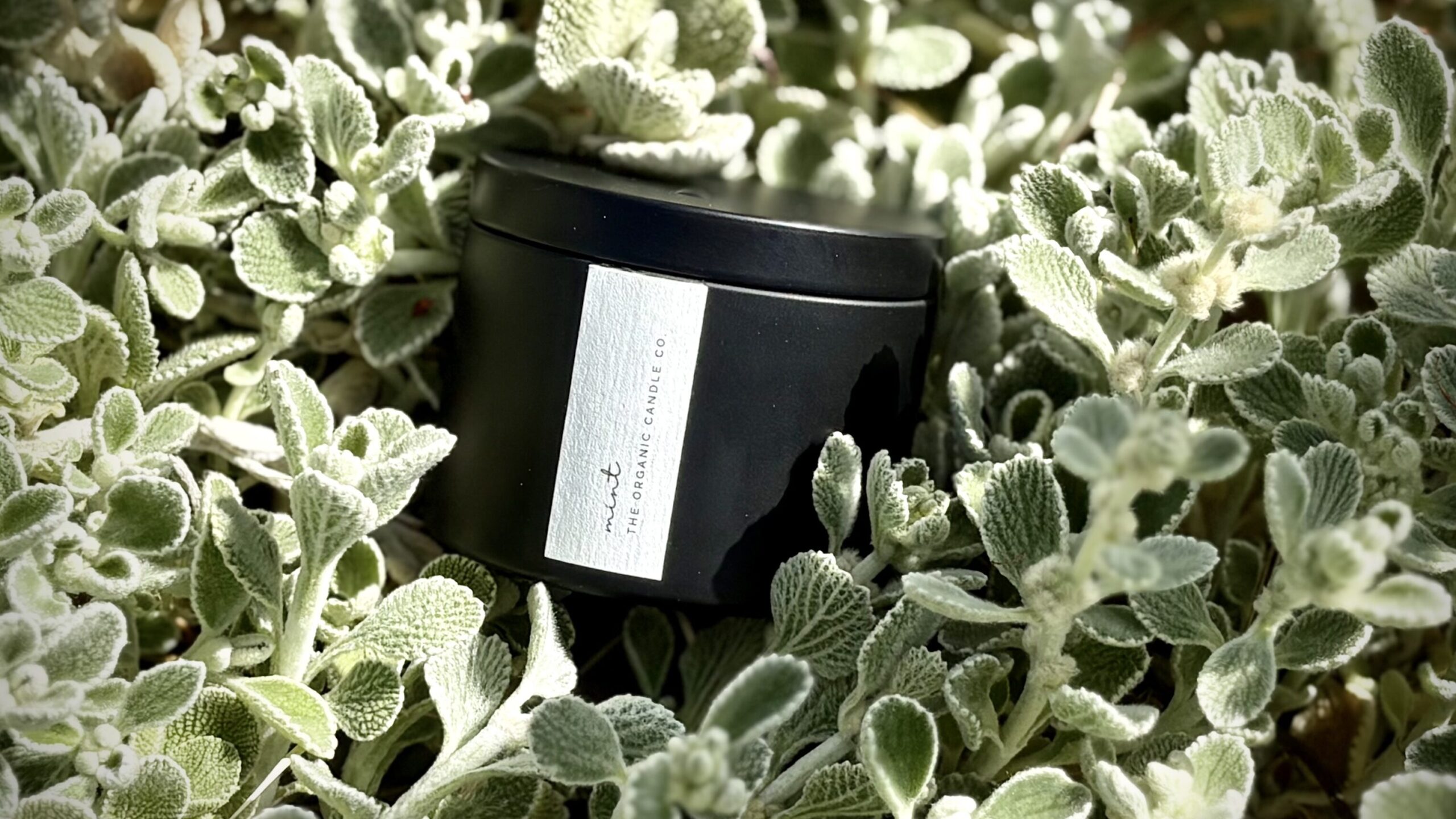 Organic candle in black tin with a white label surrounded by greenery.