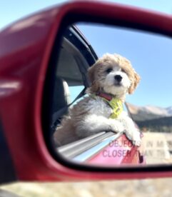 Puppy shown with its head sticking out of a car window, through the lens of a car mirror